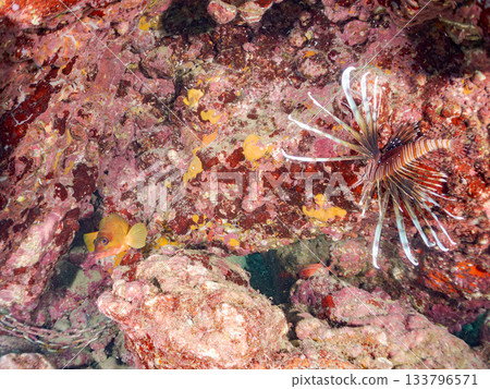 Beautiful lionfish and more. Hirizo Beach, Nakagi, Minamiizu-cho, Izu Peninsula, Shizuoka Prefecture - 2025 One of Japan's leading snorkeling spots 133796571