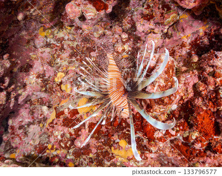美麗的獅子魚等等。日本靜岡縣伊豆半島南伊豆町中木町的Hirizo海灘 - 2025，日本頂級浮潛地點之一。 133796577