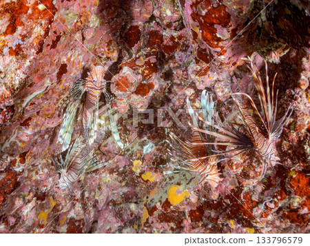 Beautiful lionfish and more. Hirizo Beach, Nakagi, Minamiizu-cho, Izu Peninsula, Shizuoka Prefecture - 2025 One of Japan's leading snorkeling spots 133796579