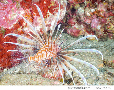 Beautiful lionfish and more. Hirizo Beach, Nakagi, Minamiizu-cho, Izu Peninsula, Shizuoka Prefecture - 2025 One of Japan's leading snorkeling spots 133796580