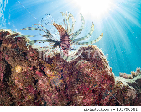 美麗的獅子魚等等。日本靜岡縣伊豆半島南伊豆町中木町的Hirizo海灘 - 2025，日本頂級浮潛地點之一。 133796581