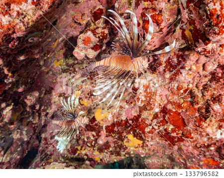Beautiful lionfish and more. Hirizo Beach, Nakagi, Minamiizu-cho, Izu Peninsula, Shizuoka Prefecture - 2025 One of Japan's leading snorkeling spots 133796582