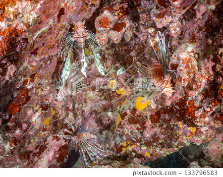 美麗的獅子魚等等。日本靜岡縣伊豆半島南伊豆町中木町的Hirizo海灘 - 2025,日本頂級浮潛地點之一。 美麗的獅子魚等等。日本靜岡縣伊豆半島南伊豆町中木町的Hirizo海灘 - 2025,日本頂級浮潛地點之一。 133796583