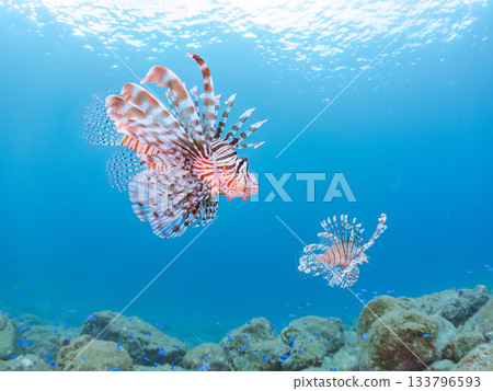 Beautiful lionfish and more. Hirizo Beach, Nakagi, Minamiizu-cho, Izu Peninsula, Shizuoka Prefecture - 2025 One of Japan's leading snorkeling spots 133796593