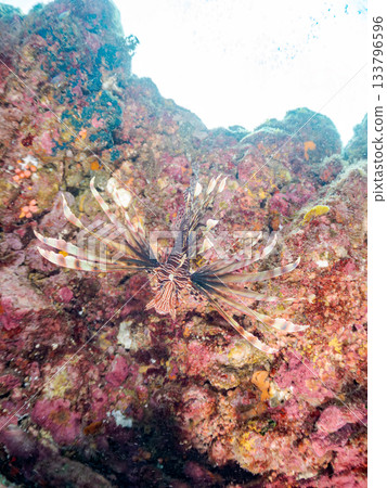 Beautiful lionfish and more. Hirizo Beach, Nakagi, Minamiizu-cho, Izu Peninsula, Shizuoka Prefecture - 2025 One of Japan's leading snorkeling spots Beautiful lionfish and more. Hirizo Beach, Nakagi, Minamiizu-cho, Izu Peninsula, Shizuoka Prefecture - 2025 One of Japan's leading snorkeling spots 133796596