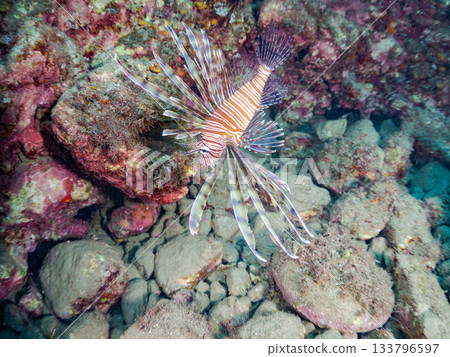 美麗的獅子魚等等。日本靜岡縣伊豆半島南伊豆町中木町的Hirizo海灘 - 2025,日本頂級浮潛地點之一。 美麗的獅子魚等等。日本靜岡縣伊豆半島南伊豆町中木町的Hirizo海灘 - 2025,日本頂級浮潛地點之一。 133796597