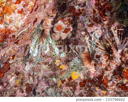 Beautiful lionfish and more. Hirizo Beach, Nakagi, Minamiizu-cho, Izu Peninsula, Shizuoka Prefecture - 2025 One of Japan's leading snorkeling spots 133796602