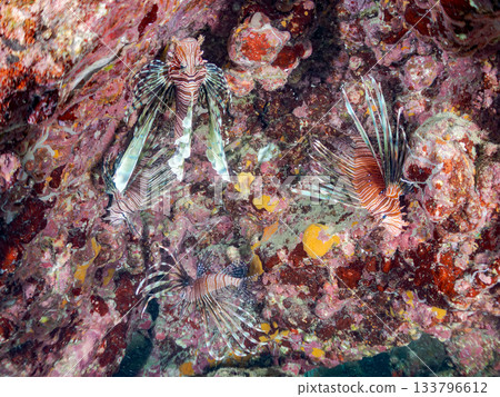 美麗的獅子魚等等。日本靜岡縣伊豆半島南伊豆町中木町的Hirizo海灘 - 2025，日本頂級浮潛地點之一。 133796612