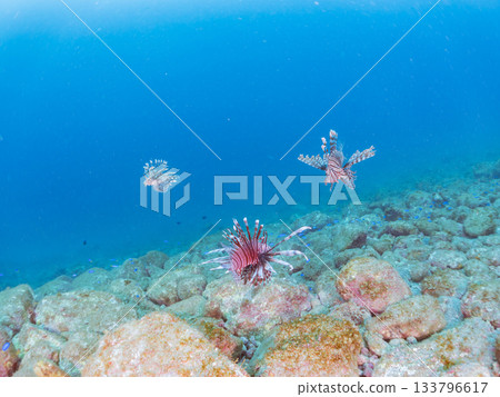 美麗的獅子魚等等。日本靜岡縣伊豆半島南伊豆町中木町的Hirizo海灘 - 2025，日本頂級浮潛地點之一。 133796617