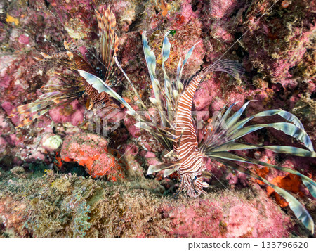美麗的獅子魚等等。日本靜岡縣伊豆半島南伊豆町中木町的Hirizo海灘 - 2025，日本頂級浮潛地點之一。 133796620