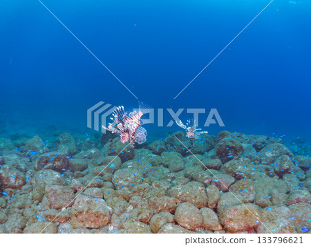 美麗的獅子魚等等。日本靜岡縣伊豆半島南伊豆町中木町的Hirizo海灘 - 2025，日本頂級浮潛地點之一。 133796621