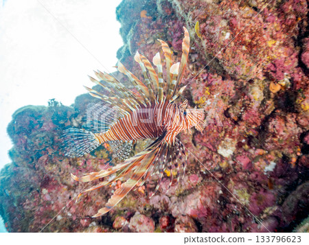 Beautiful lionfish and more. Hirizo Beach, Nakagi, Minamiizu-cho, Izu Peninsula, Shizuoka Prefecture - 2025 One of Japan's leading snorkeling spots 133796623