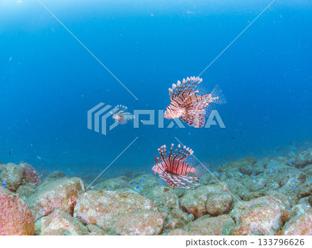 美麗的獅子魚等等。日本靜岡縣伊豆半島南伊豆町中木町的Hirizo海灘 - 2025，日本頂級浮潛地點之一。 133796626