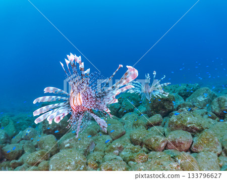 Beautiful lionfish and more. Hirizo Beach, Nakagi, Minamiizu-cho, Izu Peninsula, Shizuoka Prefecture - 2025 One of Japan's leading snorkeling spots 133796627