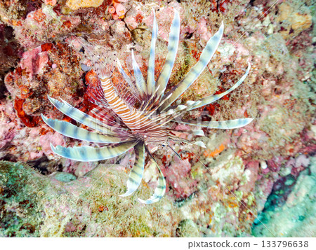 美麗的獅子魚等等。日本靜岡縣伊豆半島南伊豆町中木町的Hirizo海灘 - 2025，日本頂級浮潛地點之一。 133796638