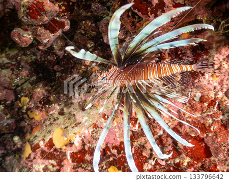 Beautiful lionfish and more. Hirizo Beach, Nakagi, Minamiizu-cho, Izu Peninsula, Shizuoka Prefecture - 2025 One of Japan's leading snorkeling spots 133796642