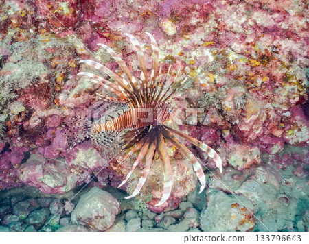 Beautiful lionfish and more. Hirizo Beach, Nakagi, Minamiizu-cho, Izu Peninsula, Shizuoka Prefecture - 2025 One of Japan's leading snorkeling spots 133796643