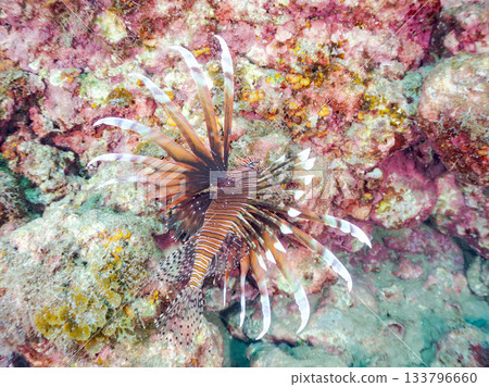 美麗的獅子魚等等。日本靜岡縣伊豆半島南伊豆町中木町的Hirizo海灘 - 2025，日本頂級浮潛地點之一。 133796660