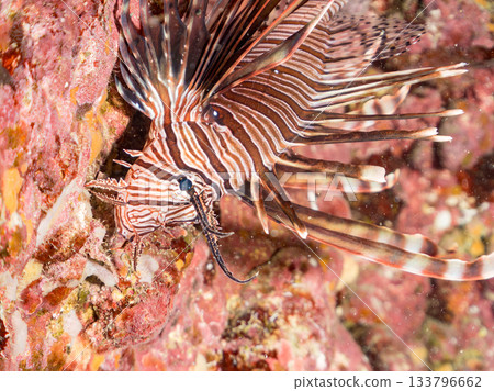 美麗的獅子魚等等。日本靜岡縣伊豆半島南伊豆町中木町的Hirizo海灘 - 2025，日本頂級浮潛地點之一。 133796662