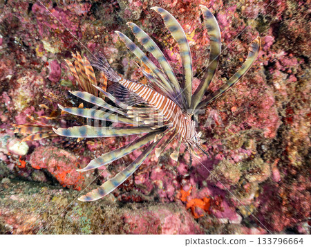 美麗的獅子魚等等。日本靜岡縣伊豆半島南伊豆町中木町的Hirizo海灘 - 2025，日本頂級浮潛地點之一。 133796664