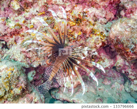 美麗的獅子魚等等。日本靜岡縣伊豆半島南伊豆町中木町的Hirizo海灘 - 2025，日本頂級浮潛地點之一。 133796666