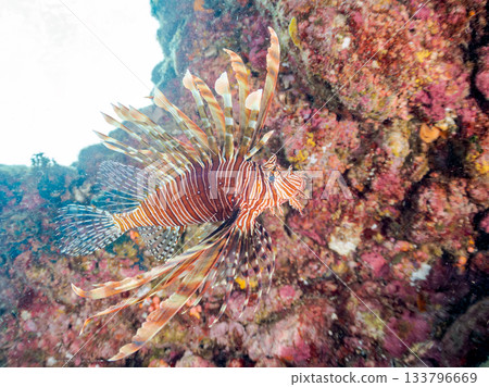 美麗的獅子魚等等。日本靜岡縣伊豆半島南伊豆町中木町的Hirizo海灘 - 2025，日本頂級浮潛地點之一。 133796669