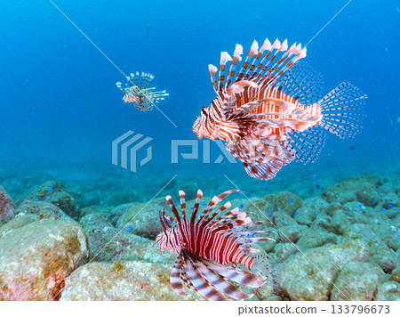 美麗的獅子魚等等。日本靜岡縣伊豆半島南伊豆町中木町的Hirizo海灘 - 2025，日本頂級浮潛地點之一。 133796673