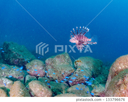 美麗的獅子魚等等。日本靜岡縣伊豆半島南伊豆町中木町的Hirizo海灘 - 2025，日本頂級浮潛地點之一。 133796676