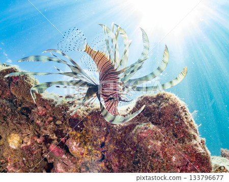 美麗的獅子魚等等。日本靜岡縣伊豆半島南伊豆町中木町的Hirizo海灘 - 2025，日本頂級浮潛地點之一。 133796677