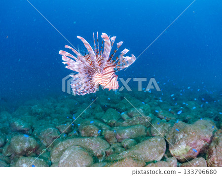 美麗的獅子魚等等。日本靜岡縣伊豆半島南伊豆町中木町的Hirizo海灘 - 2025，日本頂級浮潛地點之一。 133796680
