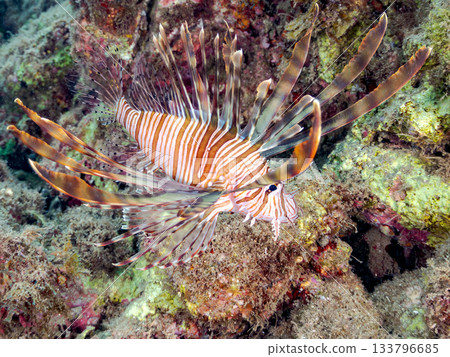 美麗的獅子魚等等。日本靜岡縣伊豆半島南伊豆町中木町的Hirizo海灘 - 2025，日本頂級浮潛地點之一。 133796685