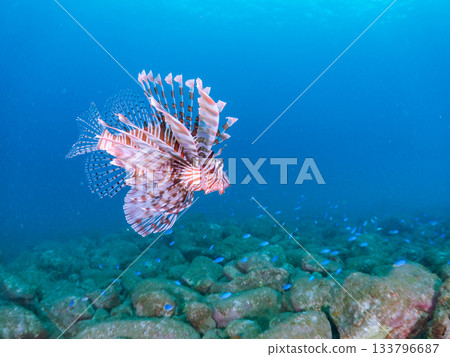 美麗的獅子魚等等。日本靜岡縣伊豆半島南伊豆町中木町的Hirizo海灘 - 2025，日本頂級浮潛地點之一。 133796687