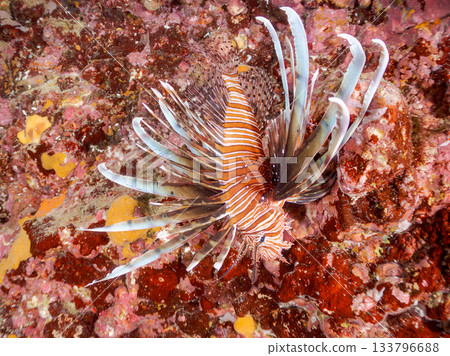 美麗的獅子魚等等。日本靜岡縣伊豆半島南伊豆町中木町的Hirizo海灘 - 2025,日本頂級浮潛地點之一。 美麗的獅子魚等等。日本靜岡縣伊豆半島南伊豆町中木町的Hirizo海灘 - 2025,日本頂級浮潛地點之一。 133796688