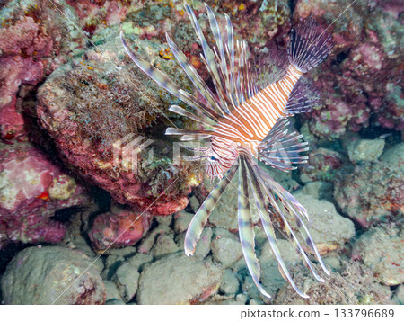 Beautiful lionfish and more. Hirizo Beach, Nakagi, Minamiizu-cho, Izu Peninsula, Shizuoka Prefecture - 2025 One of Japan's leading snorkeling spots 133796689