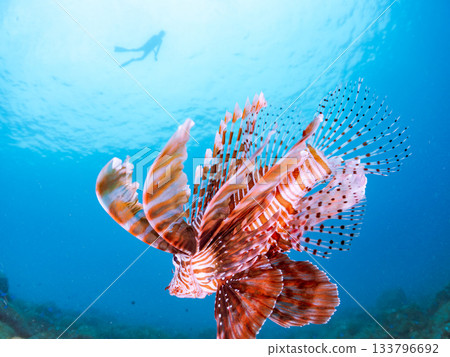 美麗的獅子魚等等。日本靜岡縣伊豆半島南伊豆町中木町的Hirizo海灘 - 2025，日本頂級浮潛地點之一。 133796692