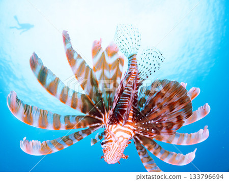 美麗的獅子魚等等。日本靜岡縣伊豆半島南伊豆町中木町的Hirizo海灘 - 2025，日本頂級浮潛地點之一。 133796694