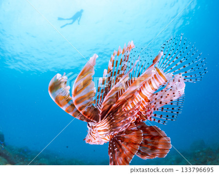 美麗的獅子魚等等。日本靜岡縣伊豆半島南伊豆町中木町的Hirizo海灘 - 2025，日本頂級浮潛地點之一。 133796695