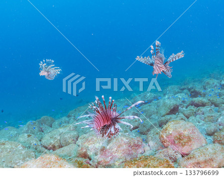 美麗的獅子魚等等。日本靜岡縣伊豆半島南伊豆町中木町的Hirizo海灘 - 2025，日本頂級浮潛地點之一。 133796699