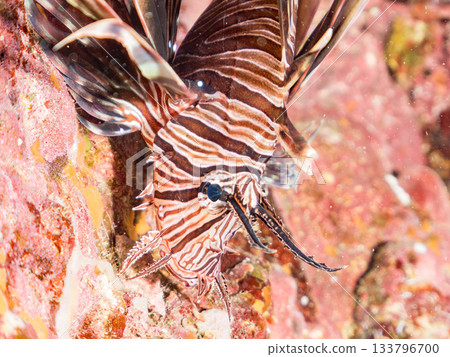 Beautiful lionfish and more. Hirizo Beach, Nakagi, Minamiizu-cho, Izu Peninsula, Shizuoka Prefecture - 2025 One of Japan's leading snorkeling spots 133796700