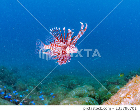 Beautiful lionfish and more. Hirizo Beach, Nakagi, Minamiizu-cho, Izu Peninsula, Shizuoka Prefecture - 2025 One of Japan's leading snorkeling spots 133796701