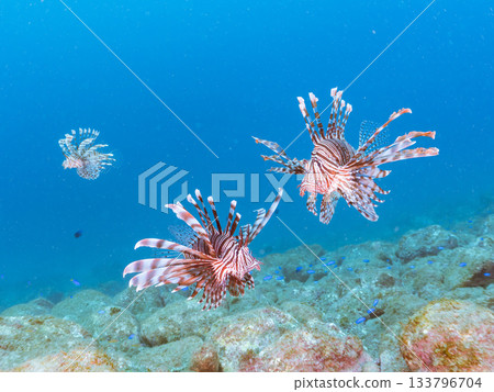 美麗的獅子魚等等。日本靜岡縣伊豆半島南伊豆町中木町的Hirizo海灘 - 2025,日本頂級浮潛地點之一。 美麗的獅子魚等等。日本靜岡縣伊豆半島南伊豆町中木町的Hirizo海灘 - 2025,日本頂級浮潛地點之一。 133796704