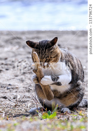A stray cat praying with a branch in both hands in Toyako Town, Hokkaido [September] 133796724
