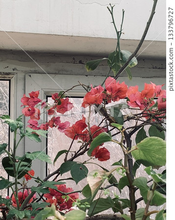 colorful bougainvillea blossoms adorn city dwelling facade colorful bougainvillea blossoms adorn city dwelling facade 133796727