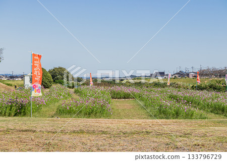 福袋市(靜岡縣)蜜瓜公園的波斯菊花田 福袋市(靜岡縣)蜜瓜公園的波斯菊花田 133796729
