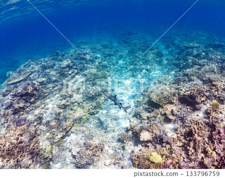 體型碩大、姿態優美的白鰭礁鯊及其他海洋生物。美麗的珊瑚礁和成群的熱帶魚。沖繩縣島尻郡慶良間群島座間味、安室島、加備島 體型碩大、姿態優美的白鰭礁鯊及其他海洋生物。美麗的珊瑚礁和成群的熱帶魚。沖繩縣島尻郡慶良間群島座間味、安室島、加備島 133796759