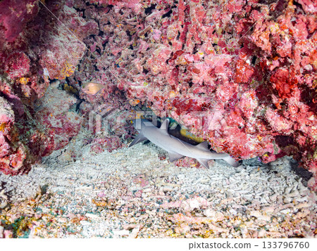 Large and beautiful whitetip reef sharks and other creatures. Beautiful coral reefs and schools of tropical fish. Amuro Island, Kabi Island, Zamami, Kerama Islands, Shimajiri District, Okinawa Prefecture 133796760