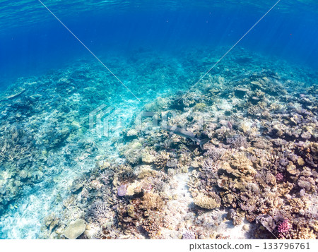 體型碩大、姿態優美的白鰭礁鯊及其他海洋生物。美麗的珊瑚礁和成群的熱帶魚。沖繩縣島尻郡慶良間群島座間味、安室島、加備島 133796761