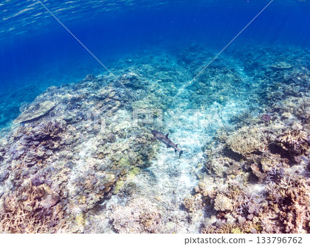 Large and beautiful whitetip reef sharks and other creatures. Beautiful coral reefs and schools of tropical fish. Amuro Island, Kabi Island, Zamami, Kerama Islands, Shimajiri District, Okinawa Prefecture 133796762