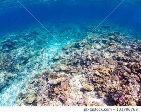 體型碩大、姿態優美的白鰭礁鯊及其他海洋生物。美麗的珊瑚礁和成群的熱帶魚。沖繩縣島尻郡慶良間群島座間味、安室島、加備島 體型碩大、姿態優美的白鰭礁鯊及其他海洋生物。美麗的珊瑚礁和成群的熱帶魚。沖繩縣島尻郡慶良間群島座間味、安室島、加備島 133796769