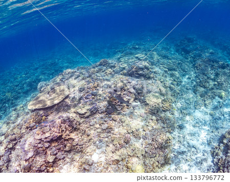 Large and beautiful whitetip reef sharks and other creatures. Beautiful coral reefs and schools of tropical fish. Amuro Island, Kabi Island, Zamami, Kerama Islands, Shimajiri District, Okinawa Prefecture Large and beautiful whitetip reef sharks and other creatures. Beautiful coral reefs and schools of tropical fish. Amuro Island, Kabi Island, Zamami, Kerama Islands, Shimajiri District, Okinawa Prefecture 133796772